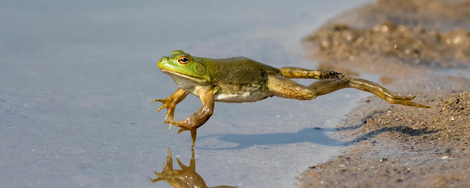 Community Education Classes Local Frogs and Their Calls